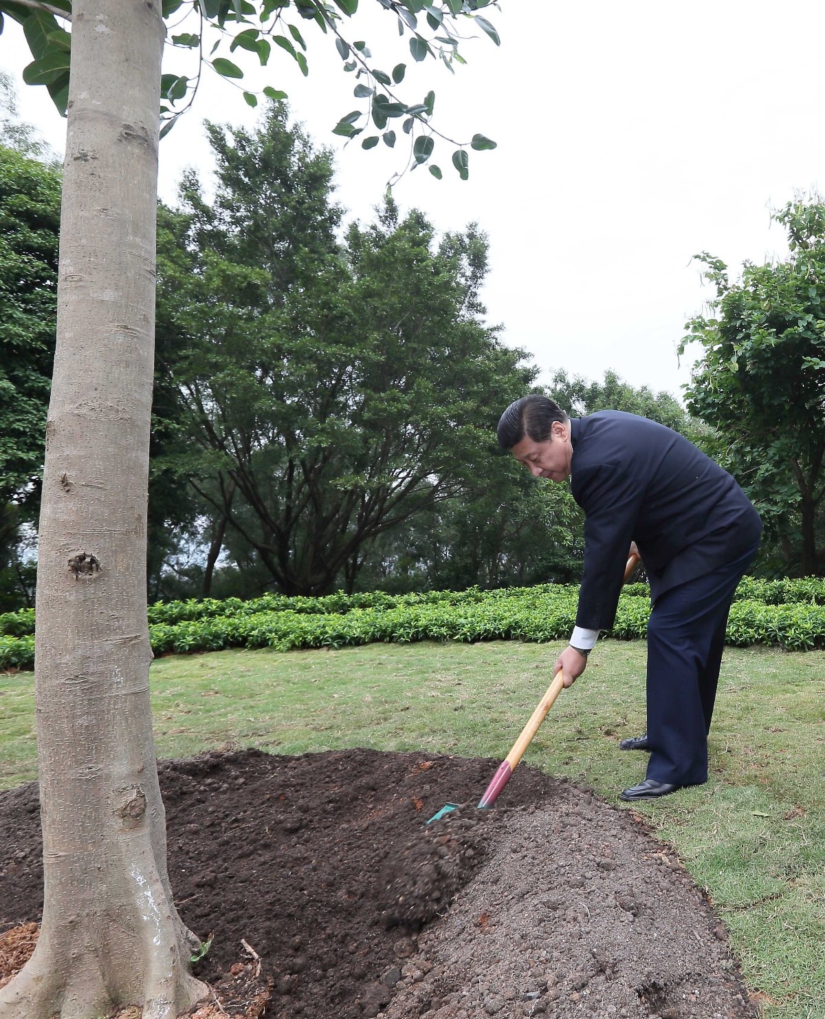 2012年12月8日，習近平在深圳蓮花山公園種下一棵高山榕樹。