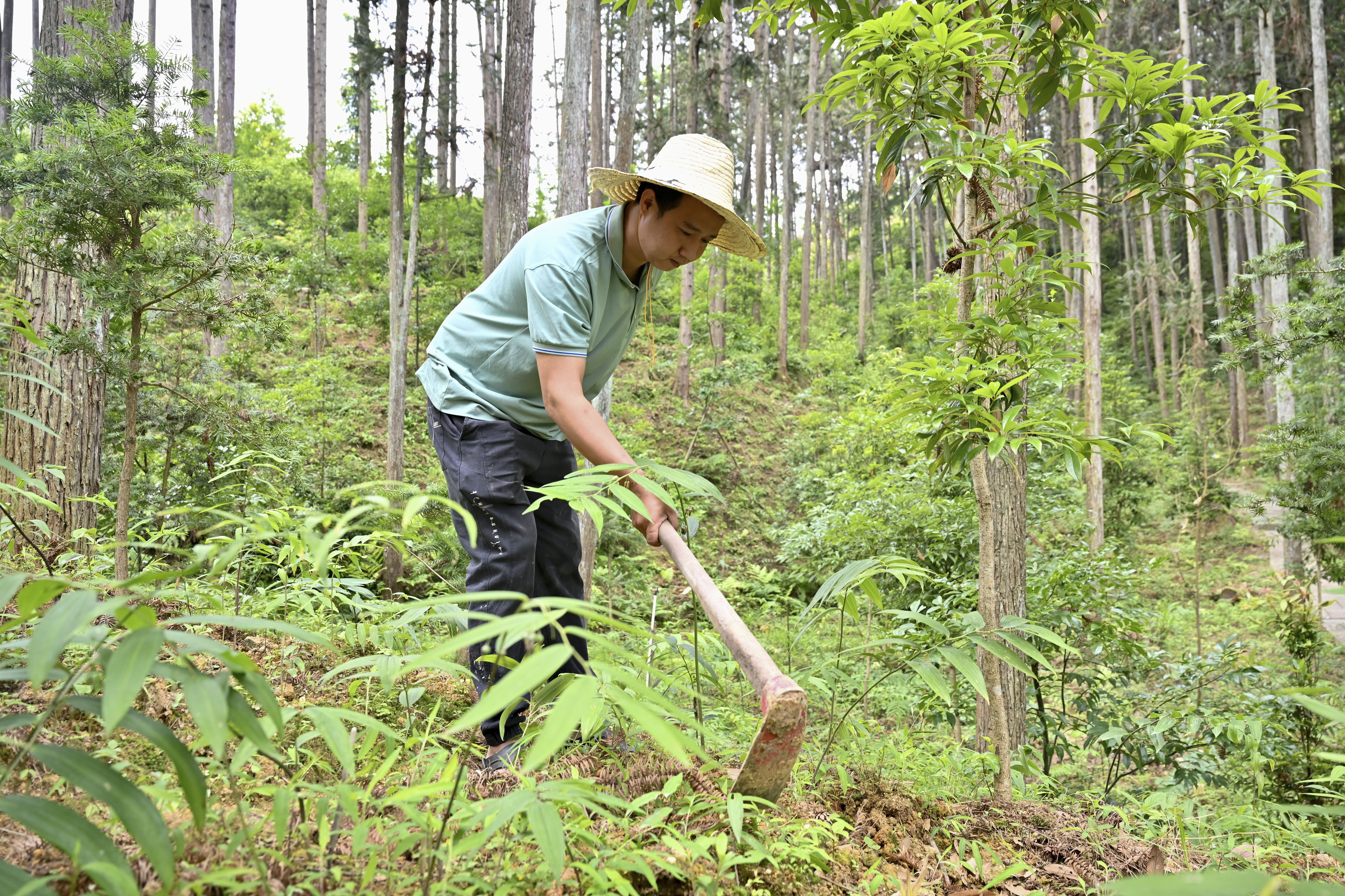 2024年5月9日，福建省三明市馬巖林下經(jīng)濟(jì)種植示范基地工人在管理林下種植的多花黃精。